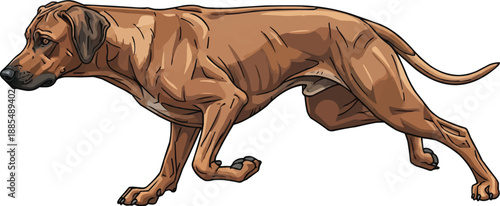 Rhodesian Ridgeback dog sprinting running energetic athletic pose