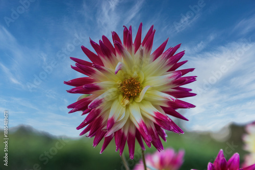 Close-up of a red and pink dahlia blooming against a bright blue sky.
