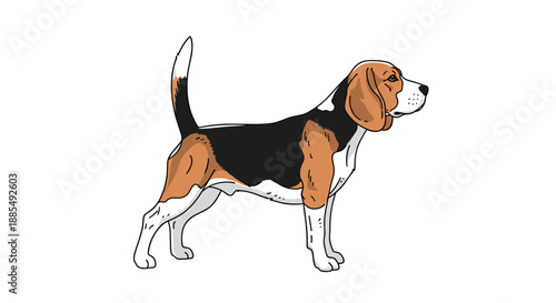 Classic beagle dog stands in a noble pose, showing off its brown, black, and white markings in a detailed illustration.