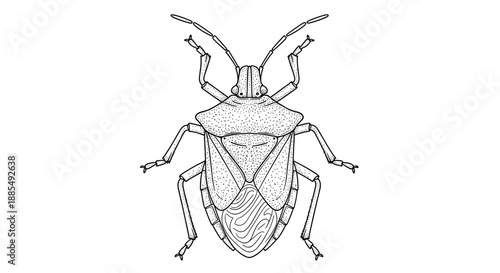 Detailed black and white line drawing of a shield bug or stink bug viewed from a top down perspective on a plain white background.