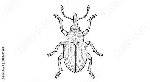 Highly detailed black and white line art illustration of a snout beetle or weevil insect shown from a top down symmetrical perspective.