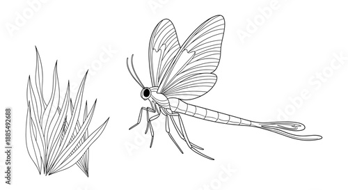 Minimalist black and white line drawing of a dragonfly in flight positioned next to a tuft of long grass on a plain white background.