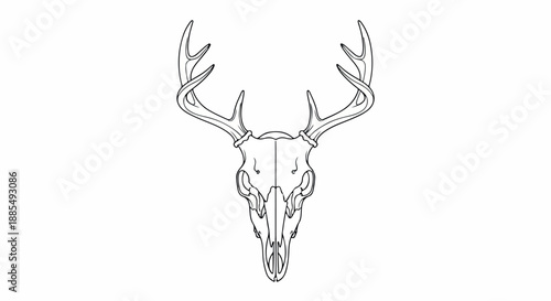 Line drawing of a deer skull with antlers on a white background.