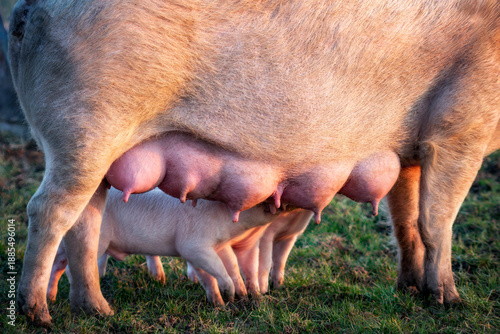 Nahaufnahme von drei Ferkeln die im Freien an den  Zitzen des Mutterschweins saugen
