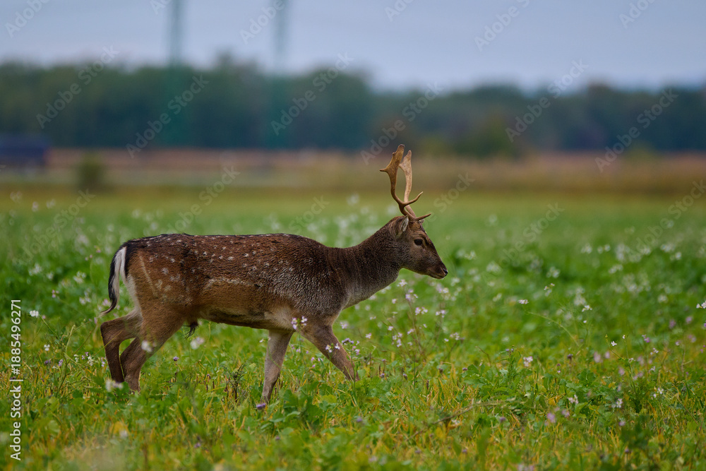 Naklejka premium Fallow deer,, dama dama,, in field near Carpathian forest, Slovakia