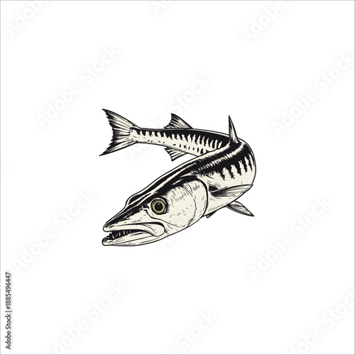 barracuda fish hand drawn illustration artwork