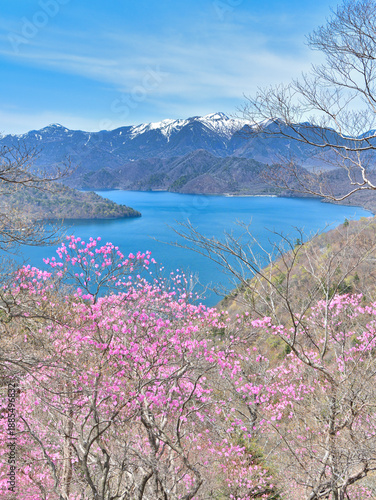 栃木県日光市　春の季節を迎える奥日光のアカヤシオと中禅寺湖