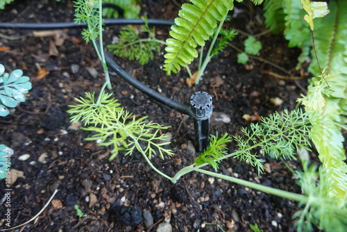 Drip irrigation system watering garden plants efficiently