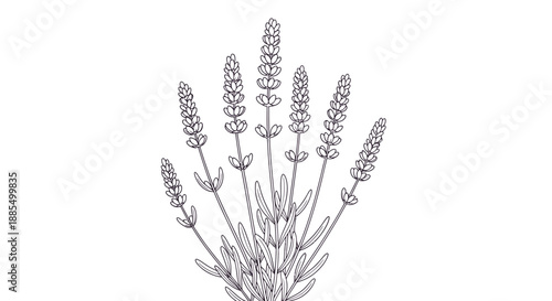 Lavender Plant Illustration with Flowers and Buds.