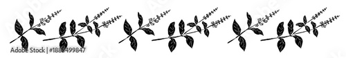 Black and White Basil Divider Line Vector