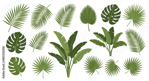 Diverse collection of green tropical leaves and plants featuring palm fronds monstera leaves and banana trees against a white background.