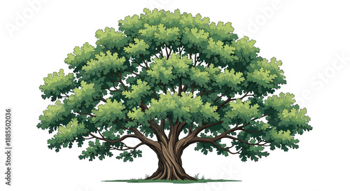 Large and majestic oak tree with a thick gnarled trunk and lush green foliage spreading out against a clean white background.