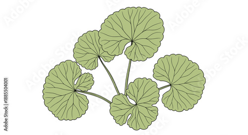 Botanical line art illustration of the gotu kola or centella asiatica medicinal plant with its characteristic round green leaves.