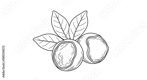 Detailed black and white line art illustration of shea nuts with leaves representing natural cosmetic and food ingredients.