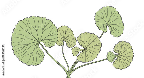 Botanical illustration of the gotu kola or centella asiatica medicinal plant showing its distinctive fan-shaped leaves.