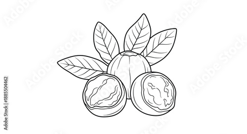 Black and white line art illustration of macadamia nuts with one whole and two halves showing the kernel inside.