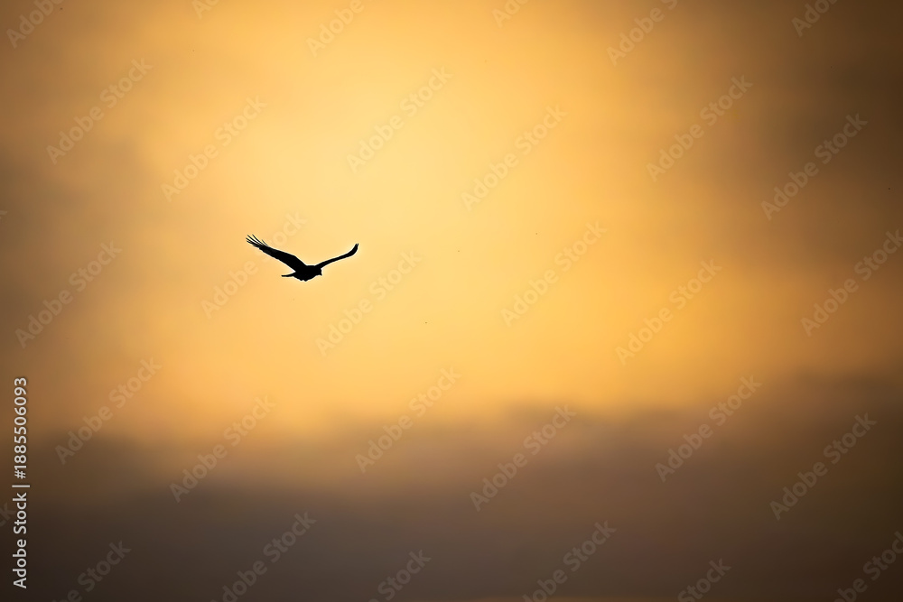 Fototapeta premium Silhouette of a flying bird against a golden sky at sunset. Minimalist wildlife scene symbolizing freedom, calm, travel, and nature in warm evening light.