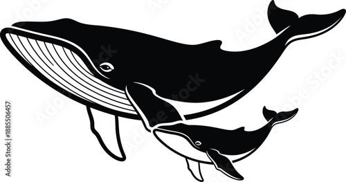 Two black whales swimming together on white background ocean marine