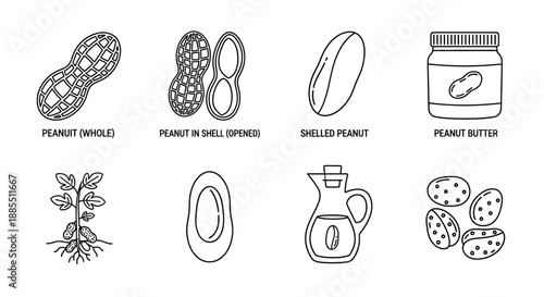 Line art illustrations showcasing various peanut forms and products whole nuts, shelled, in-shell, butter, oil, and a detailed plant