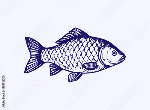 Fish illustration in a vintage hand drawn style on white background