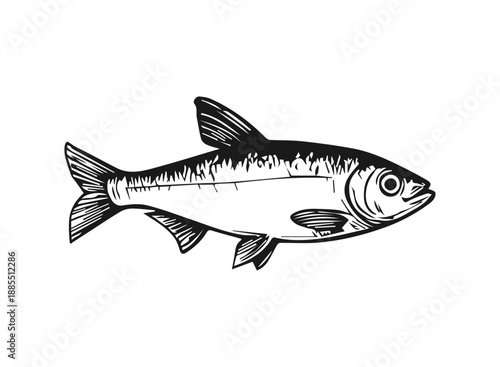 Fish illustration in a vintage hand drawn style on white background