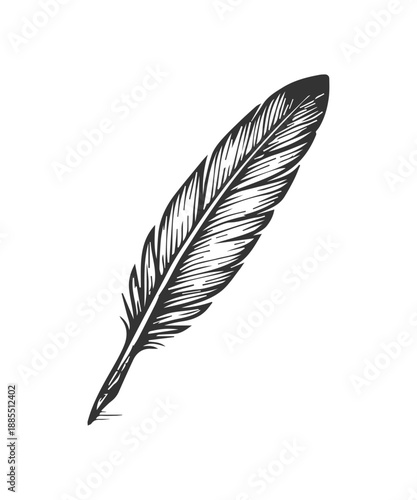 Hand drawn feather engraved illustration on white background