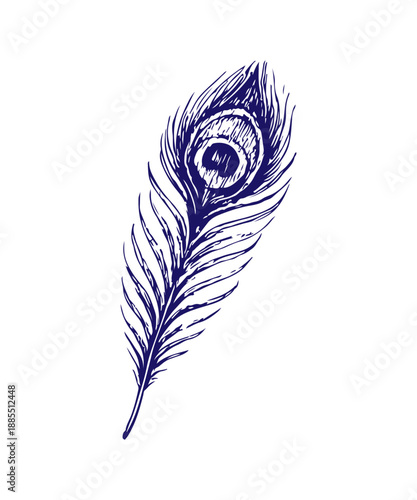 Hand drawing vintage peacock feather detailed ink sketch