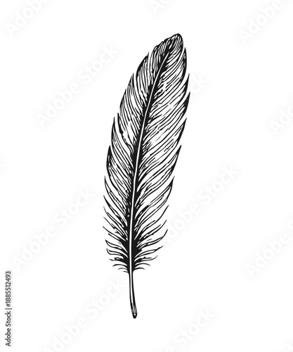 Hand drawn feather engraved illustration on white background
