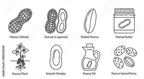 Collection of illustrations showcasing various forms of peanuts, from whole pods to peanut butter and oil