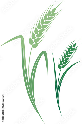 Wheat vector illustration with two green cereal ears and stalks isolated on white background for harvest theme