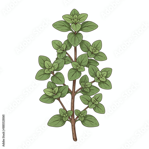 Illustration of a green leafy herb sprig with opposite leaves on a central brown stem