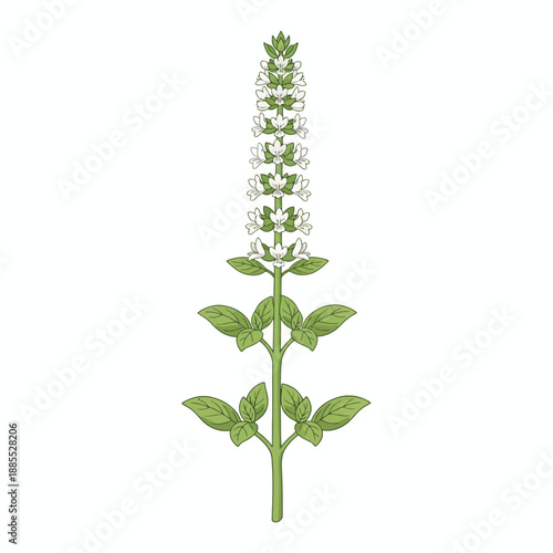 Illustration of a greenstemmed plant with numerous small white flowers in a terminal spike