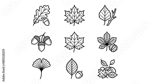 Autumn leaf and acorn icons set. Minimalist line art vector collection. Nature foliage symbols. Oak maple chestnut ginkgo. Black outline botanical design. Fall season graphic elements.
