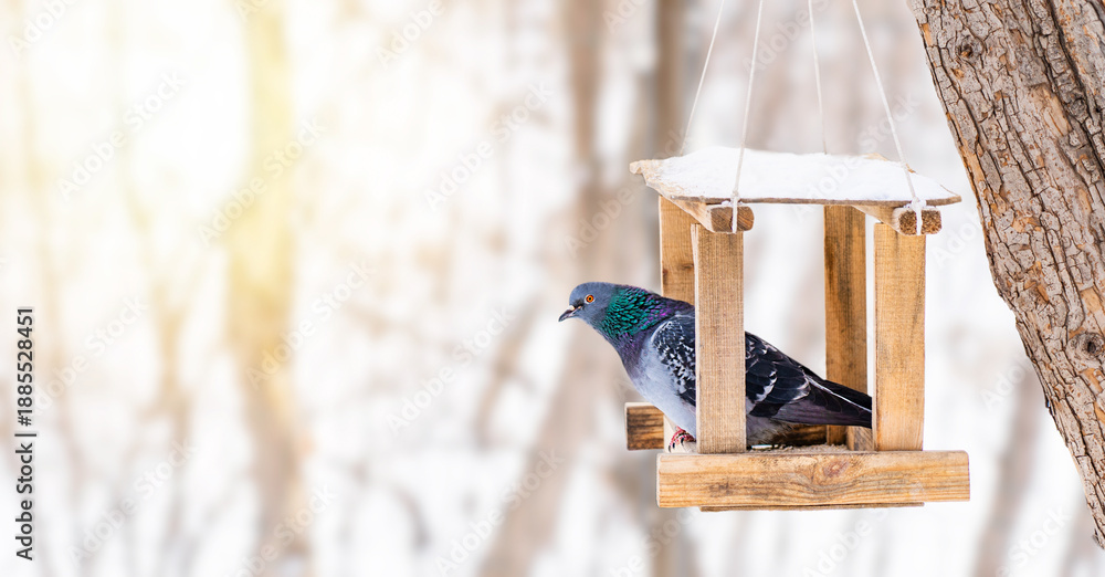 Fototapeta premium One beautiful pigeon or cute dove perched or sitting in a wooden bird feeder on a snowy cold season winter day in sunny forest or city park with copy space presenting care and feeding of wild animals