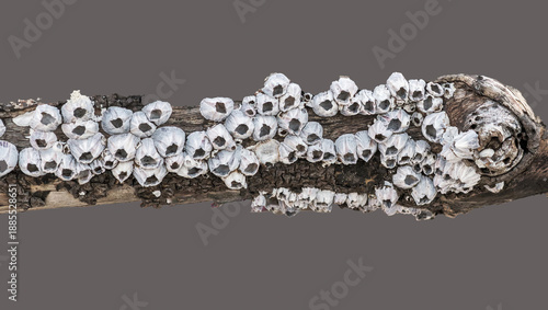Driftwood covered in barnacles isolated
