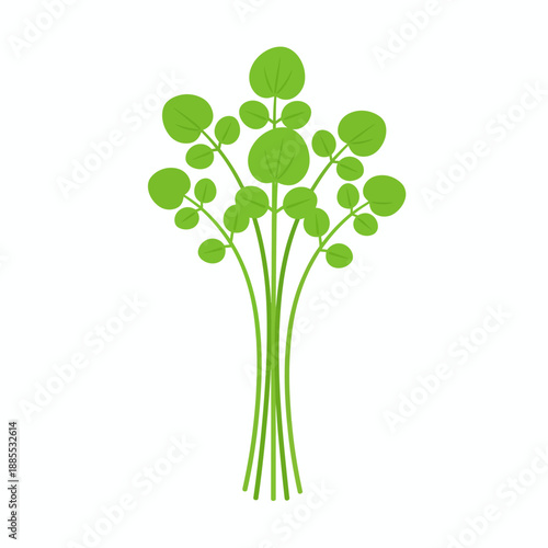 Illustration of a small bunch of green watercress with rounded leaves