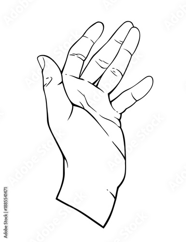 Stylized black and white palm on a white background