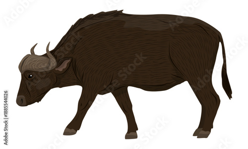 African buffalo. Realistic vector animals of Africa