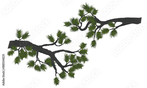 Pine branches. Realistic vector plant