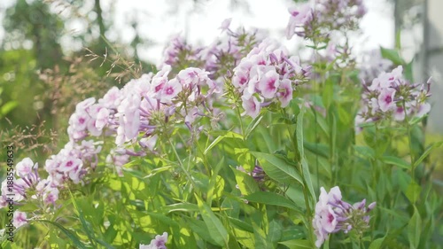 Delicate pink phlox blooming in the garden sway in the breeze. Natural floral background, summer rural atmosphere, sunlight, green leaves, shallow depth of field, space for text