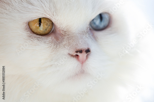 White cat with heterochromia. Different-colored eyes.
