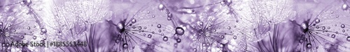 Purple dandelion seeds with water drops macro banner showing sparkling dew and bokeh background