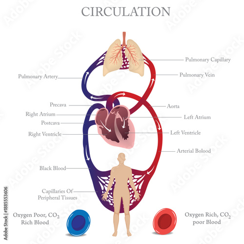 Human Circulatory System Diagram Showing Heart, Lungs, Arteries and Veins, Blood Flow and Oxygenation, Medical Anatomy Illustration.
