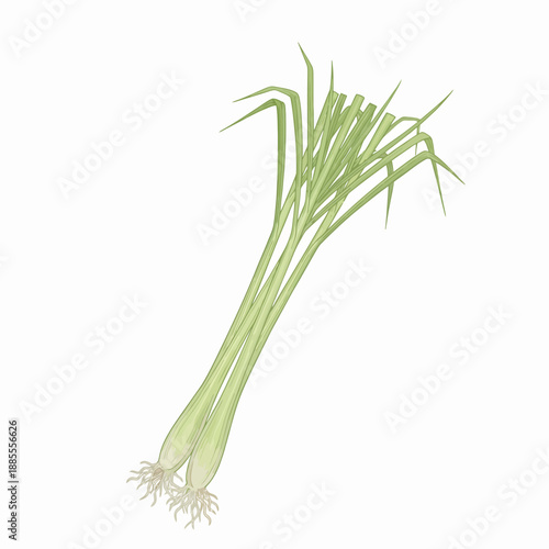 Illustration of two stalks of fresh lemongrass with roots on a white background