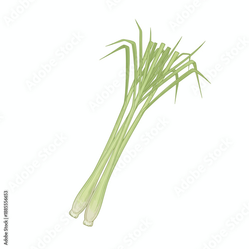 Illustration of two stalks of lemongrass with long light green leaves