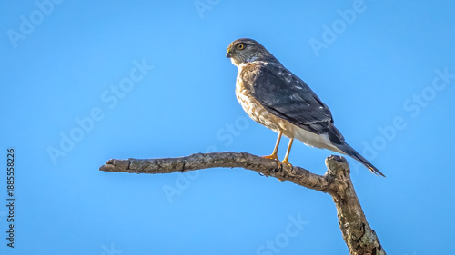Coopers Hawk on a branch