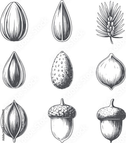 Botanical of various seeds and nuts black acorn