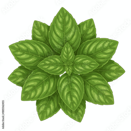 Overhead view of a cluster of bright green basil leaves against a white background