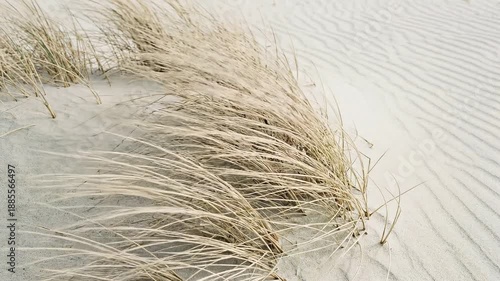 Dry marram grass blowing in the wind on a sandy beach dune. Coastal landscape with wind-swept sand ripples. Windy weather concept