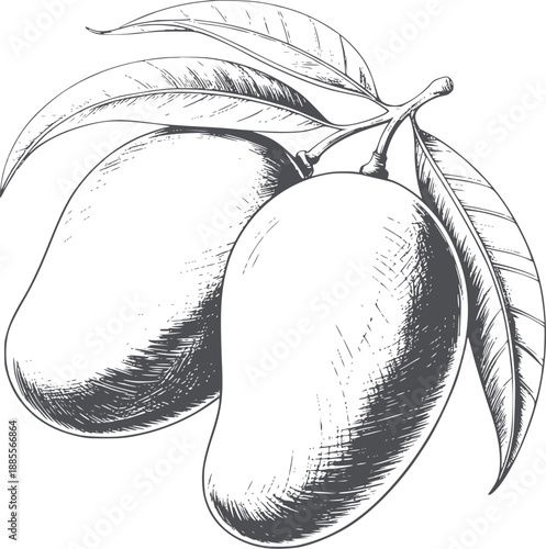 Pencil of two mango fruits with leaves shading
